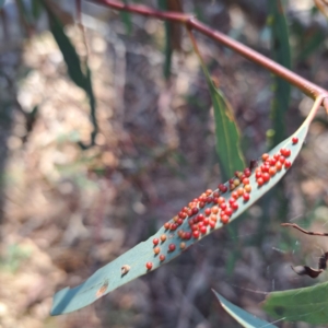 Eucalyptus insect gall at Majura, ACT - 24 Aug 2023 03:31 PM