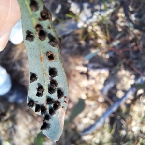 Eucalyptus insect gall at Majura, ACT - 24 Aug 2023