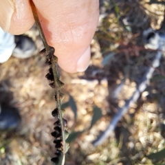 Eucalyptus insect gall at Majura, ACT - 24 Aug 2023 03:34 PM