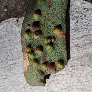 Eucalyptus insect gall at Majura, ACT - 24 Aug 2023