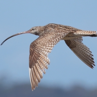 Numenius madagascariensis (Eastern Curlew) at Cleveland, QLD - 25 Aug 2023 by TimL