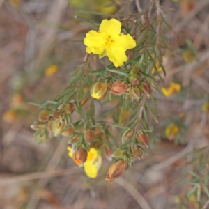 Hibbertia calycina at Bruce, ACT - 21 Aug 2023 10:28 AM