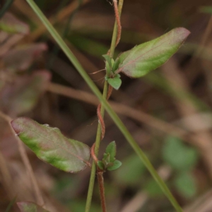 Lonicera japonica at Bruce, ACT - 21 Aug 2023 11:25 AM