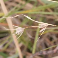 Themeda triandra (Kangaroo Grass) at Bruce, ACT - 21 Aug 2023 by ConBoekel