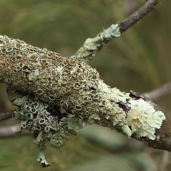 Flavoparmelia sp. (Flavoparmelia Lichen) at Bruce Ridge to Gossan Hill - 21 Aug 2023 by ConBoekel