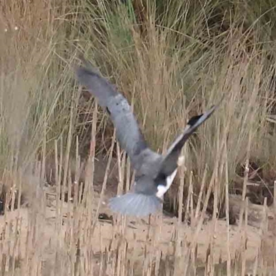 Microcarbo melanoleucos (Little Pied Cormorant) at Bruce Ridge to Gossan Hill - 21 Aug 2023 by ConBoekel