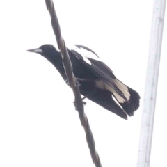 Gymnorhina tibicen (Australian Magpie) at Bruce, ACT - 21 Aug 2023 by ConBoekel