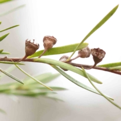 Kunzea ericoides (Burgan) at Bruce, ACT - 21 Aug 2023 by ConBoekel