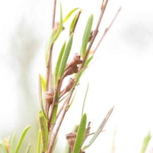 Kunzea ericoides at Bruce, ACT - 21 Aug 2023 11:56 AM