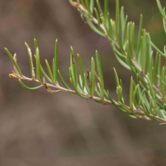 Kunzea ericoides at Bruce, ACT - 21 Aug 2023 11:56 AM