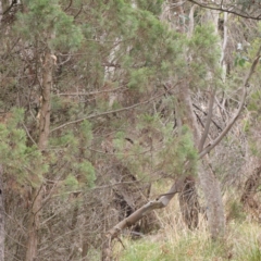 Callitris endlicheri at Bruce, ACT - 21 Aug 2023