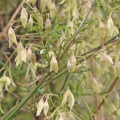 Clematis leptophylla (Small-leaf Clematis, Old Man's Beard) at Bruce, ACT - 21 Aug 2023 by ConBoekel