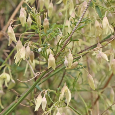 Clematis leptophylla (Small-leaf Clematis, Old Man's Beard) at Bruce Ridge to Gossan Hill - 21 Aug 2023 by ConBoekel