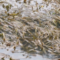 Potamogeton sp. (Pondweed) at Bruce, ACT - 21 Aug 2023 by ConBoekel