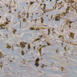 Potamogeton sp. at Bruce, ACT - 21 Aug 2023