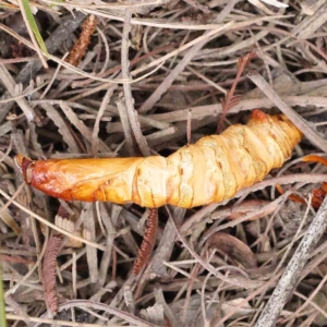 Hepialidae (family) IMMATURES at Bruce, ACT - 21 Aug 2023 12:43 PM