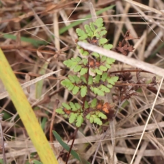 Cheilanthes sieberi subsp. sieberi (Mulga Rock Fern) at Bruce, ACT - 21 Aug 2023 by ConBoekel