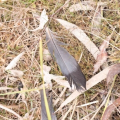 Columba livia (Rock Dove (Feral Pigeon)) at Bruce Ridge to Gossan Hill - 21 Aug 2023 by ConBoekel