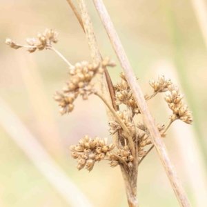 Juncus sp. at Bruce, ACT - 21 Aug 2023