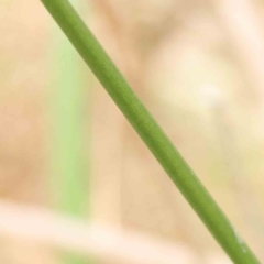 Juncus sp. at Bruce, ACT - 21 Aug 2023