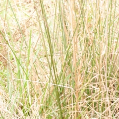 Juncus sp. at Bruce, ACT - 21 Aug 2023