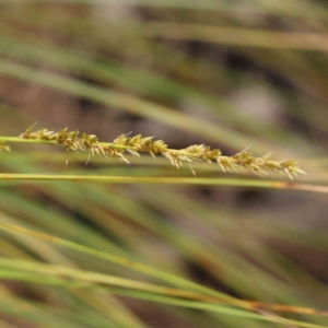 Carex appressa at Bruce, ACT - 21 Aug 2023 11:22 AM