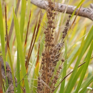 Lomandra longifolia at Bruce, ACT - 21 Aug 2023 10:47 AM