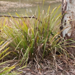 Lomandra longifolia at Bruce, ACT - 21 Aug 2023 10:47 AM