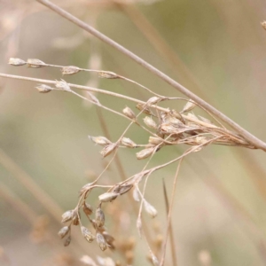 Juncus remotiflorus at Bruce, ACT - 21 Aug 2023 10:45 AM