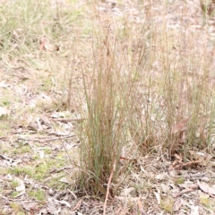 Juncus remotiflorus at Bruce, ACT - 21 Aug 2023