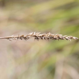 Carex appressa at Bruce, ACT - 21 Aug 2023