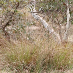 Carex appressa at Bruce, ACT - 21 Aug 2023