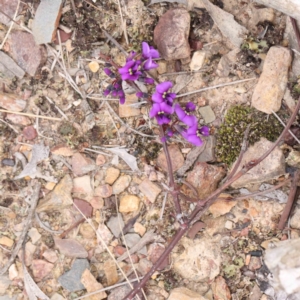 Hardenbergia violacea at Bruce, ACT - 21 Aug 2023 10:52 AM