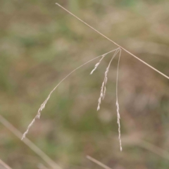 Poa sieberiana (Poa Tussock) at Bruce, ACT - 21 Aug 2023 by ConBoekel