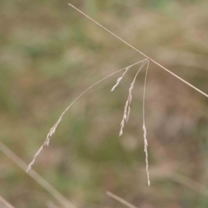 Poa sieberiana at Bruce, ACT - 21 Aug 2023