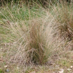 Poa sieberiana at Bruce, ACT - 21 Aug 2023