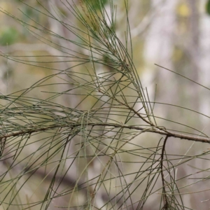 Casuarina cunninghamiana subsp. cunninghamiana at Bruce, ACT - 21 Aug 2023