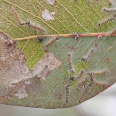 Uraba lugens (Gumleaf Skeletonizer) at Bruce, ACT - 21 Aug 2023 by ConBoekel