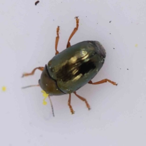 Ditropidus sp. (genus) at Bruce Ridge to Gossan Hill - 21 Aug 2023