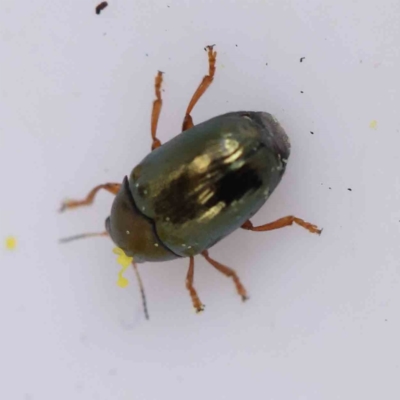 Ditropidus sp. (genus) (Leaf beetle) at Bruce, ACT - 21 Aug 2023 by ConBoekel