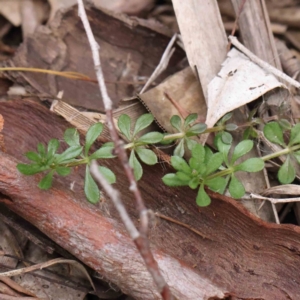 Galium aparine at Bruce, ACT - 21 Aug 2023 11:17 AM