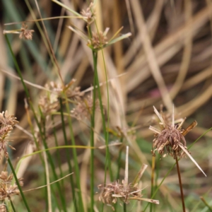 Cyperus eragrostis at Bruce, ACT - 21 Aug 2023