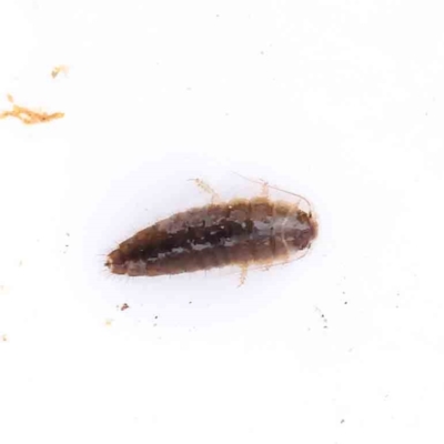 Unverified Other insect at Bruce, ACT - 21 Aug 2023 by ConBoekel