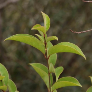 Ligustrum lucidum at Bruce, ACT - 21 Aug 2023 10:58 AM