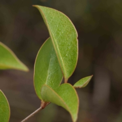 Ligustrum lucidum at Bruce, ACT - 21 Aug 2023 10:58 AM