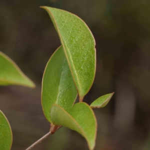 Ligustrum lucidum at Bruce, ACT - 21 Aug 2023