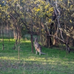 Macropus giganteus (Eastern Grey Kangaroo) at Umbagong District Park - 25 Aug 2023 by AniseStar