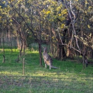 Macropus giganteus at Macgregor, ACT - 25 Aug 2023 04:44 PM