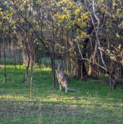 Macropus giganteus (Eastern Grey Kangaroo) at Macgregor, ACT - 25 Aug 2023 by AniseStar