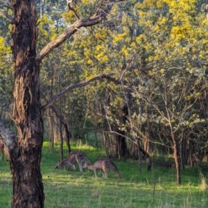 Macropus giganteus at Macgregor, ACT - 25 Aug 2023